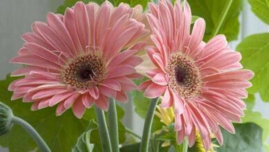 Photo of Cura della Gerbera jamesonii o margherita africana