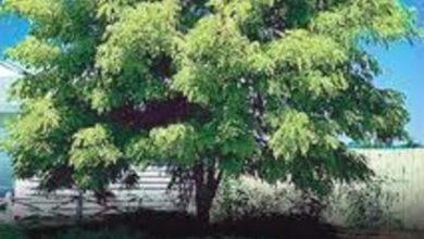 Photo of Cura della Gleditsia triacanthos o dell’acacia a tre spine