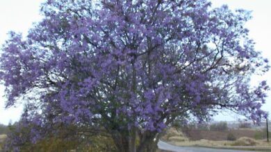 Photo of Cura della Jacaranda mimosifolia o palissandro brasiliano