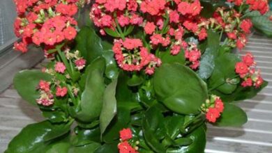 Photo of Cura della Kalanchoe blossfeldiana o Calanchoe