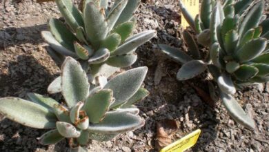 Photo of Cura della Kalanchoe tomentosa o panda