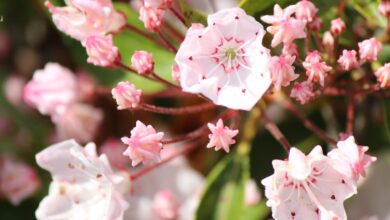 Photo of Cura della Kalmia latifolia o dell’alloro di montagna