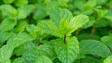 Photo of Cura della menta arancione: consigli per la coltivazione di erbe arancioni della menta