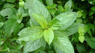 Photo of Cura della menta: imparare a coltivare le erbe della menta