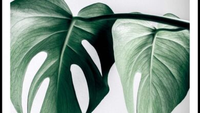 Photo of Cura della Monstera deliciosa o della costola di Adamo