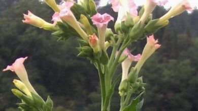 Photo of Cura della Nicotiana o della pianta di tabacco