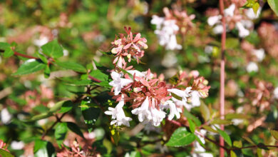 Photo of Cura della pianta Abelia grandiflora o Abelia