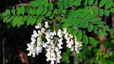 Photo of Cura della pianta Acacia cultriformis o coltelli di Acacia