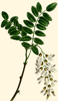 Photo of Cura della pianta Acacia greggii o artiglio di gatto