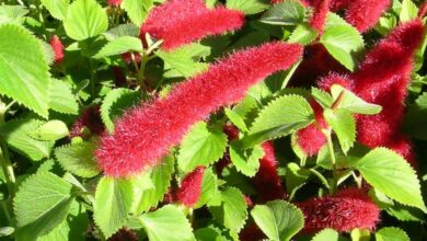 Photo of Cura della pianta Acalypha pendula, coda di gatto o Acalifa