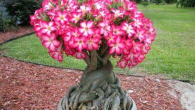 Photo of Cura della pianta Adenium obesum, Adenium o Rosa del deserto