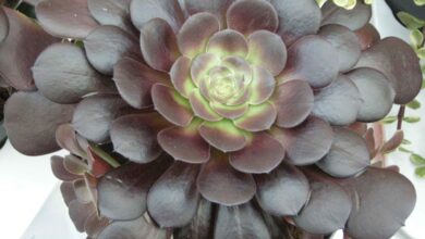 Photo of Cura della pianta Aeonium arboreum atropurpureum o testa nera