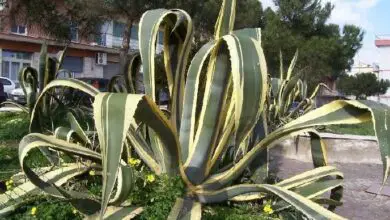 Photo of Cura della pianta Agave americana o Pita amarilla