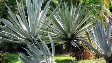 Photo of Cura della pianta Agave macroacantha o Maguey messicano