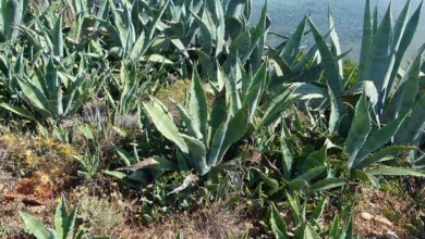 Photo of Cura della pianta Agave parryi o Maguey mezcal