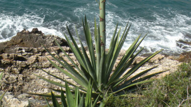 Photo of Cura della pianta Agave shawii o Agave de la costa