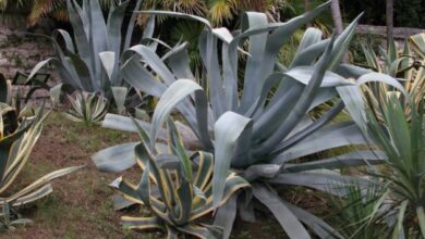 Photo of Cura della pianta Agave sisalana, Sisal o Maguey