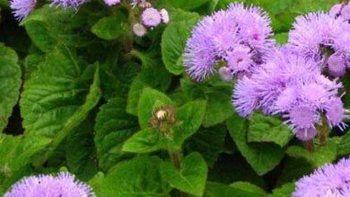 Photo of Cura della pianta Ageratum houstonianum, Damasquino o Agerato