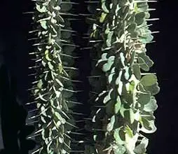 Photo of Cura della pianta Alluaudia ascendens o Didierea ascendens