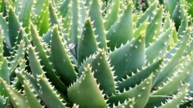 Photo of Cura della pianta Aloe juvenna o Aloe nana