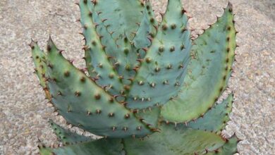 Photo of Cura della pianta Aloe marlothii, Mountain Aloe o Aloe de Marloth