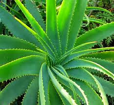 Photo of Cura della pianta Aloe mitriformis, Aloe brevifolia o Aloe de mitra