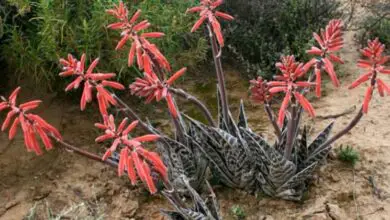 Photo of Cura della pianta Aloe variegata o Aloe tigre