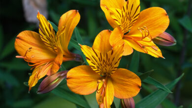 Photo of Cura della pianta Alstroemeria, Giglio Peruviano o Astromelia