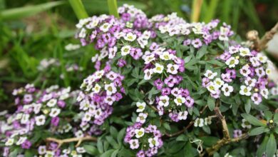 Photo of Cura della pianta Alyssum maritimum, Alisum o Lobularia