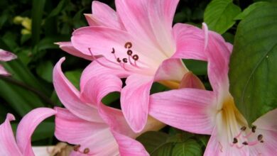 Photo of Cura della pianta Amaryllis belladonna, Amaryllis o Giglio Rosa