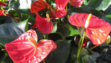 Photo of Cura della pianta Anthurium crystalinum