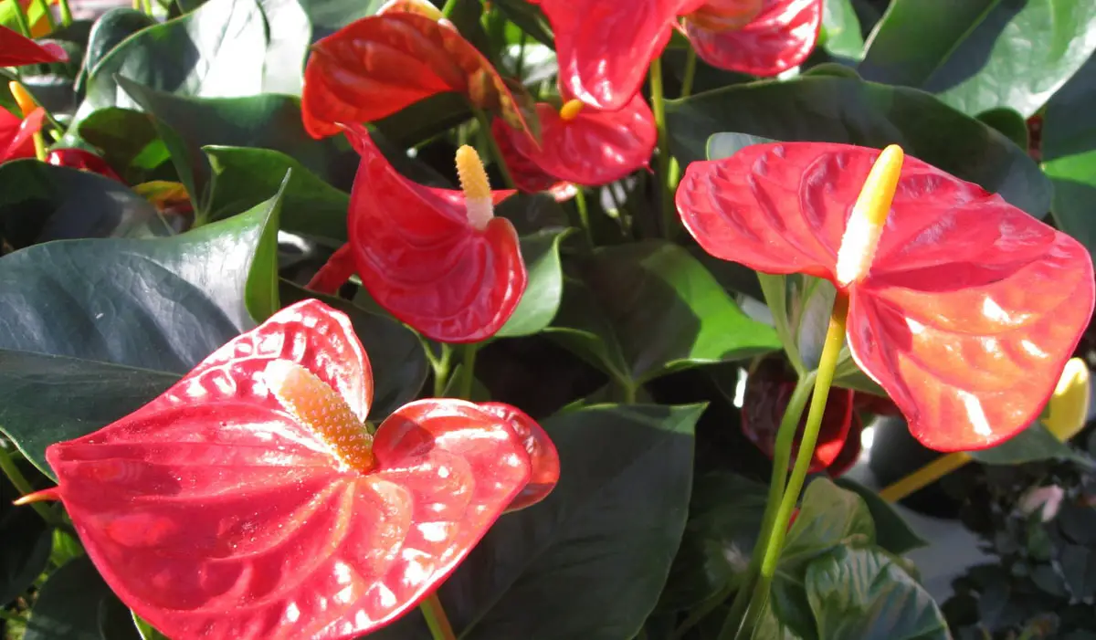 Cura Della Pianta Anthurium Crystalinum Il Giardino Commestible