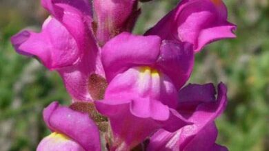 Photo of Cura della pianta Antirrhinum majus o Dragonaria