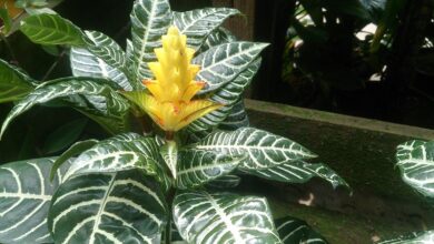 Photo of Cura della pianta Aphelandra squarrosa o Afelandra