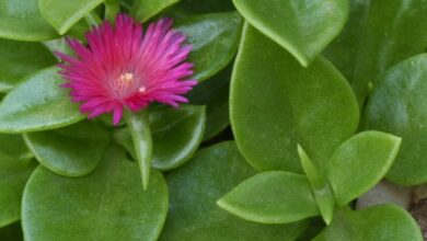 Photo of Cura della pianta Aptenia cordifolia, rugiada o gelo