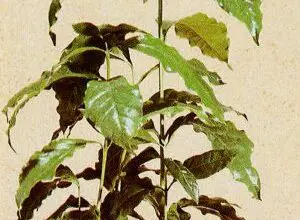 Photo of Cura della pianta Arabis x arendsii o arabica
