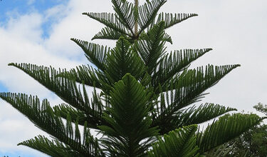 Photo of Cura della pianta Araucaria heterophylla o Pino di Norfolk