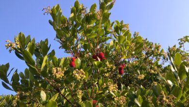 Photo of Cura della pianta Arbutus andrachne della Grecia