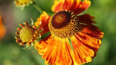 Photo of Cura della pianta Arctotheca calendula o margherita africana