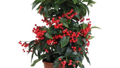 Photo of Cura della pianta Ardisia crenata o Capuline