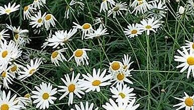 Photo of Cura della pianta Argyranthemum frutescens o Daisy