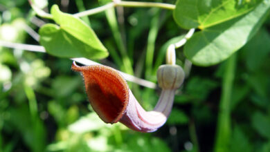 Photo of Cura della pianta Aristolochia, Candiles o Aristoloquia