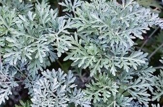 Photo of Cura della pianta Artemisia absinthium o assenzio