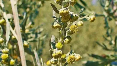 Photo of Cura della pianta Artemisia afra o assenzio selvatico