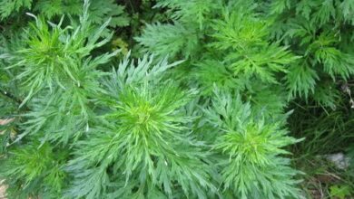 Photo of Cura della pianta Artemisia pedemontana o Artemisia argento