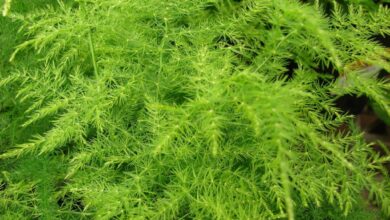 Photo of Cura della pianta Asparagus setaceus o Feathery Fern