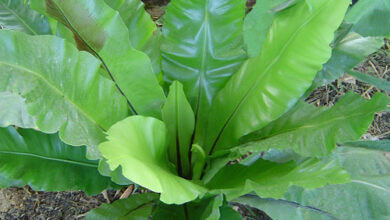 Photo of Cura della pianta Asplenium antiquum o Asplenio