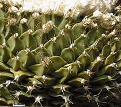 Photo of Cura della pianta Astrophytum asterias o falso peyote