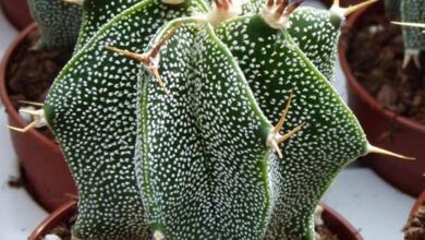 Photo of Cura della pianta Astrophytum ornatum o Star Cactus