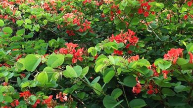 Photo of Cura della pianta Bauhinia forficata o zampa di mucca